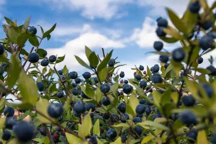 A field of myrtle bushes with purple berries