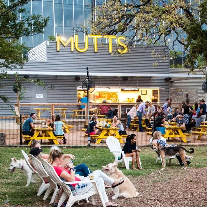 Mutts Canine Cantina with a dog-friendly seated area full of canines and highback white lawn chairs