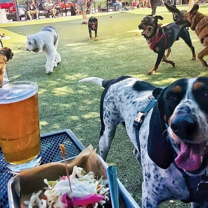 an al fresco location in which a bunch of dogs are roaming free. in the foreground is a pint of beer, some food and one very happy canine