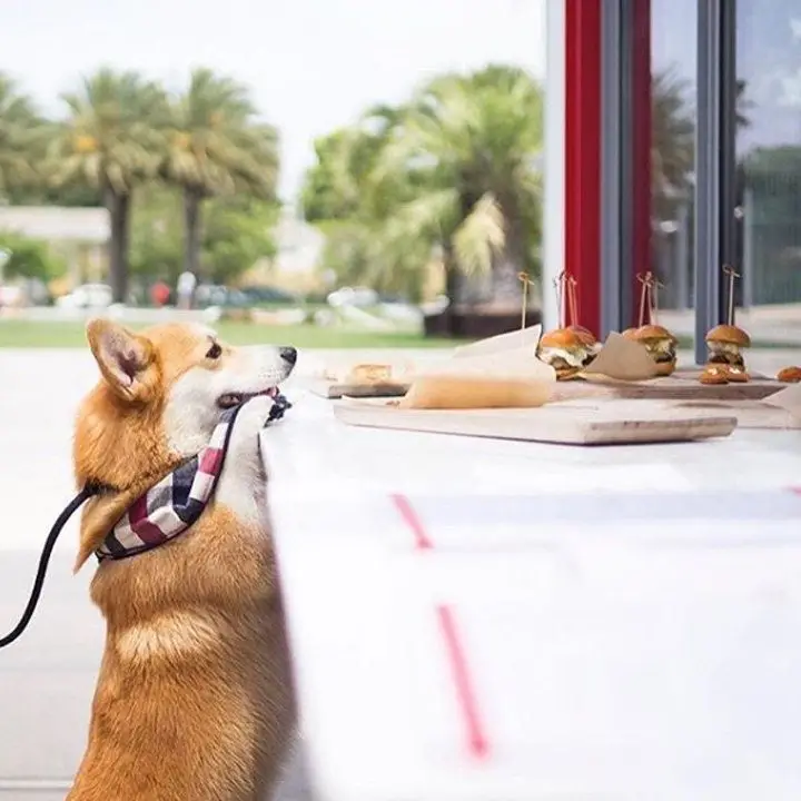 Ray’s & Stark Bar L.A. a Corgi has its front paws on the coutner as its eyeing a platter of sliders
