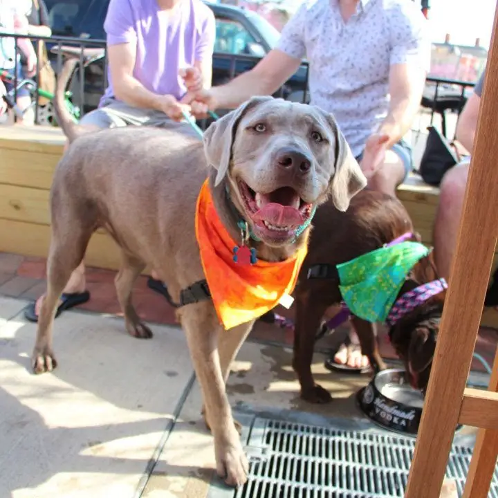Wooden benches at Wet Dog Tavern D.C. and a pup in an orange bandana eyeing the camera
