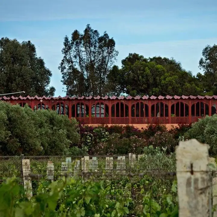 Domaine Val d’ Argan winery. Grape trellises everywhere