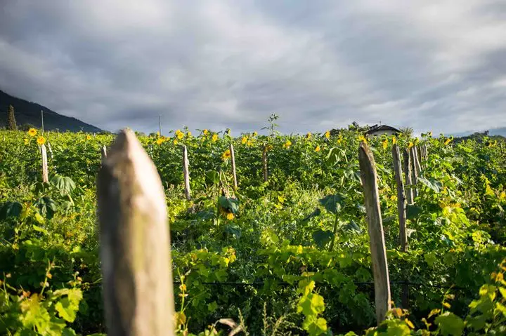 Thomas Niedermayer-Hof Gandberg estate