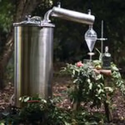 A dreamy, serene outdoor setting featuring a small still, bunches of green leaves, fruits, and a bottle of Trakal placed atop a wooden stool