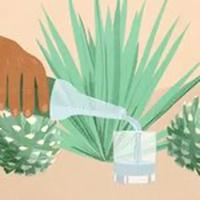 illustration of hand pouring tequila into glass in front of agave