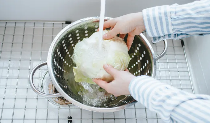Washing a head of cabbage.' title='Easy Spicy Sauerkraut Recipe