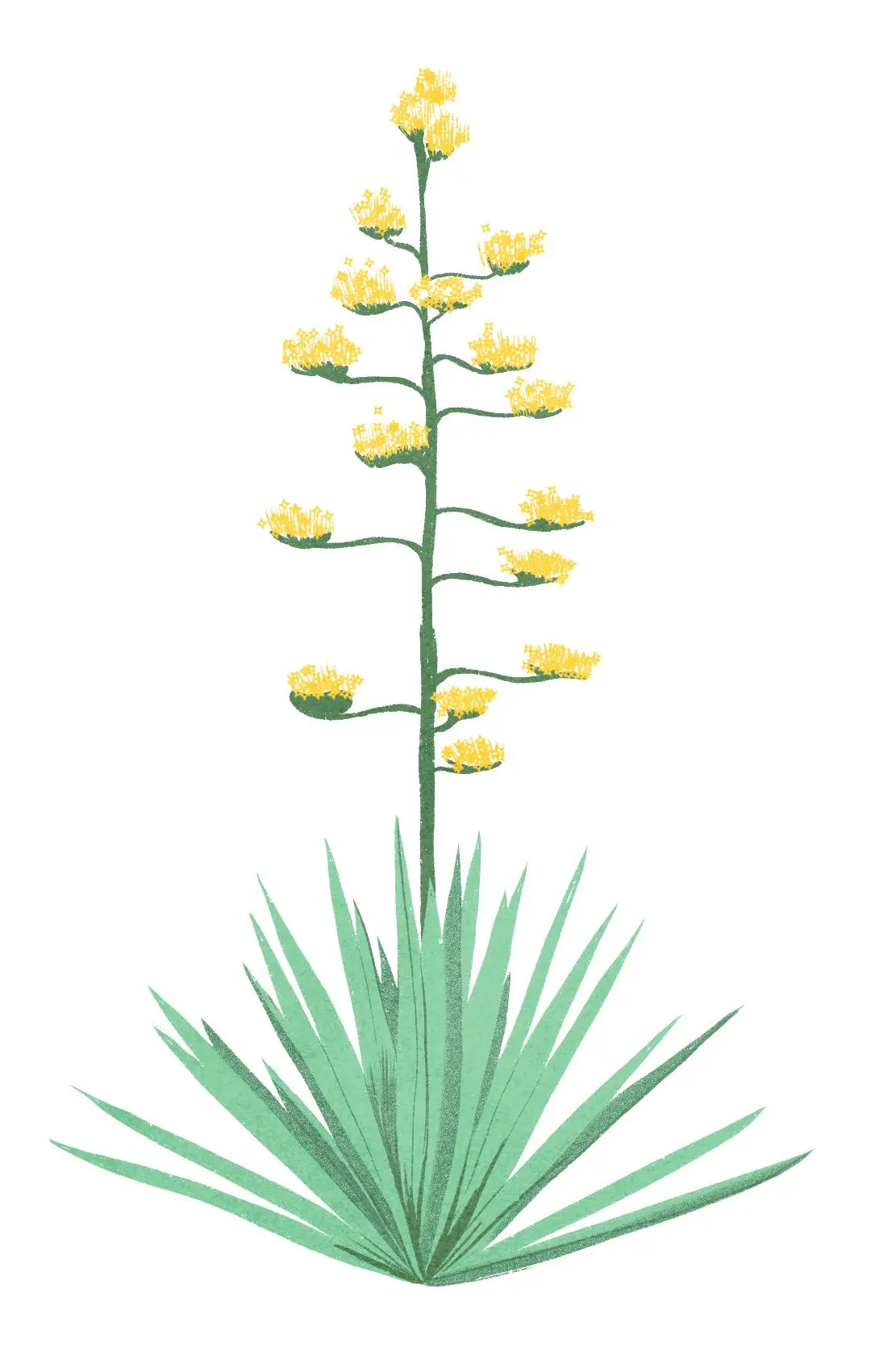 Agave plant quiote