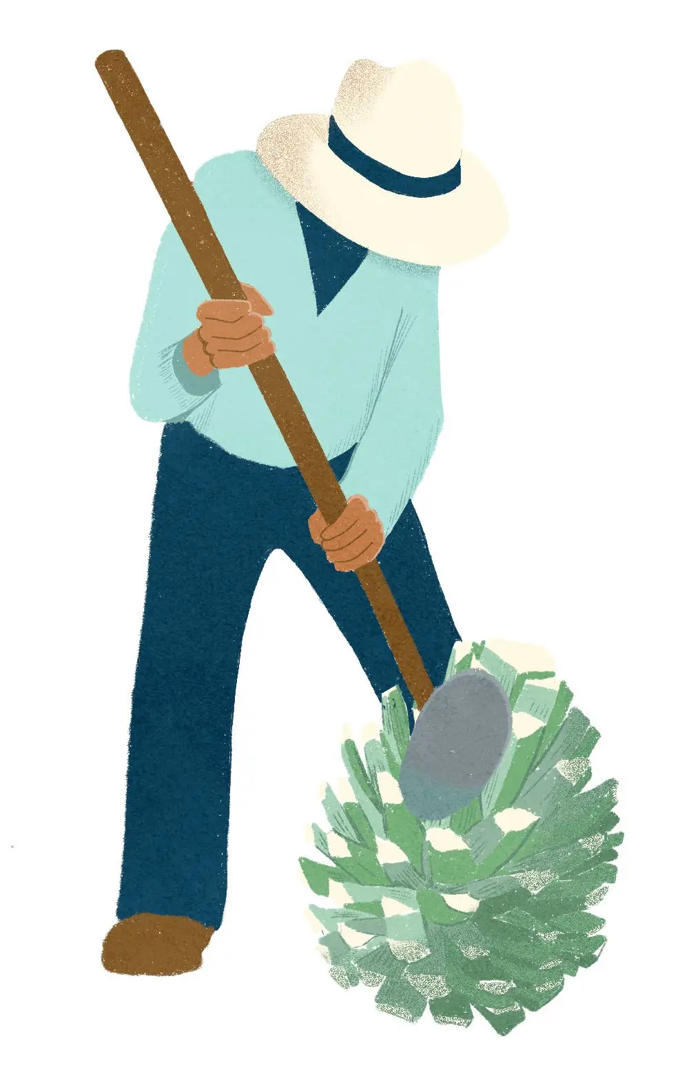 Tlachiquero harvesting pina of agave plant for pulque