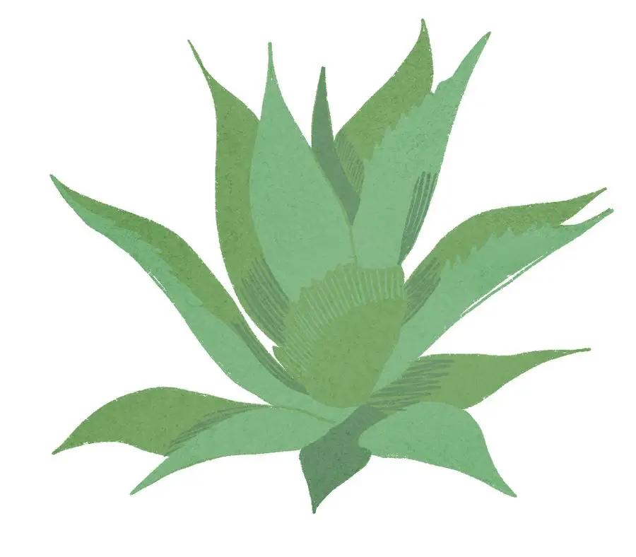 Agave plant illustration