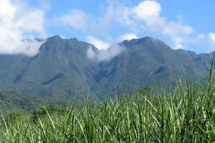 A sugar cane field in front of Curitiba
