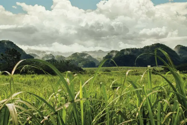 A vast, green sugar cane field in Jamaica with lush green mountains in the background