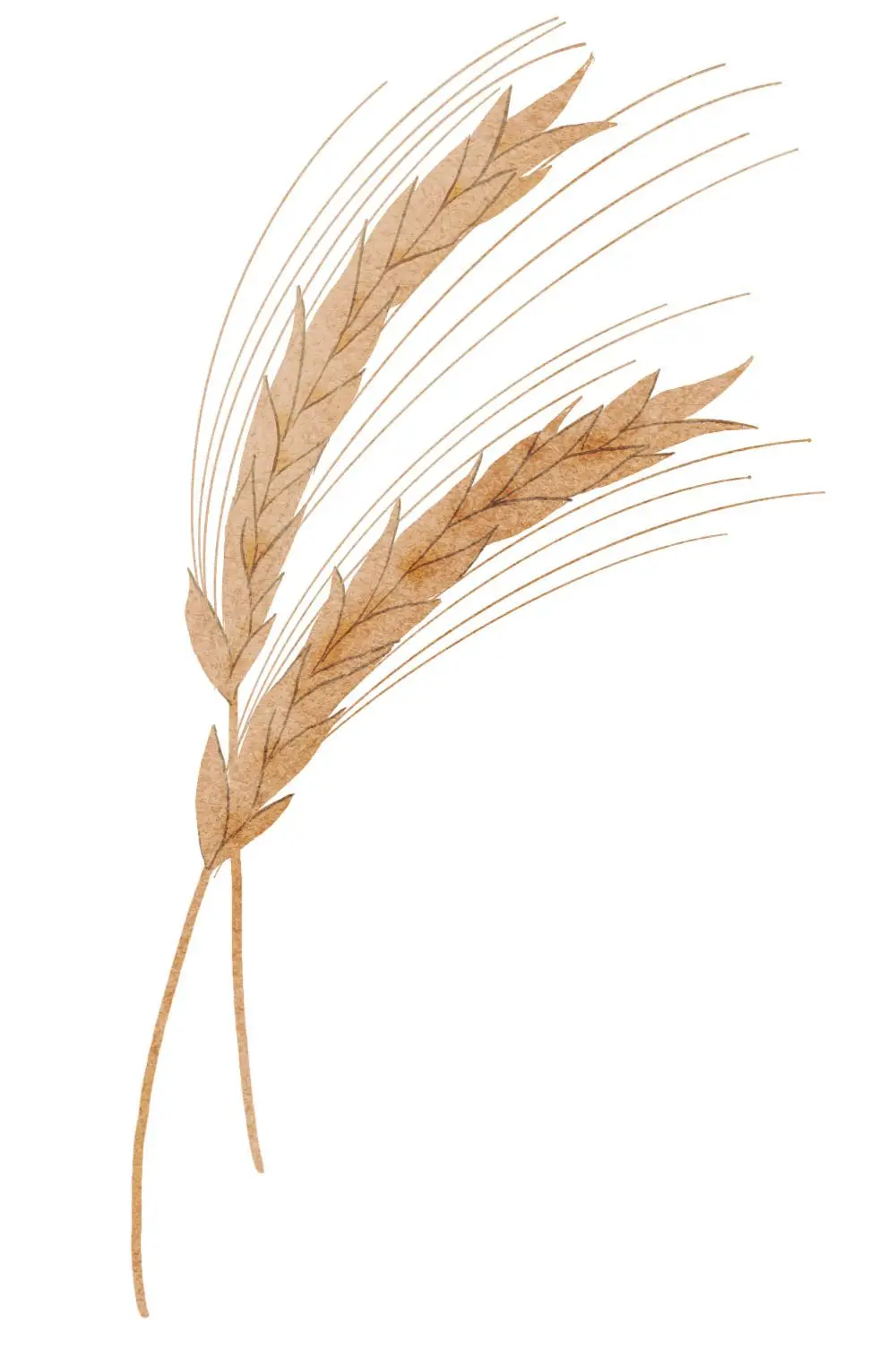 Rye illustration