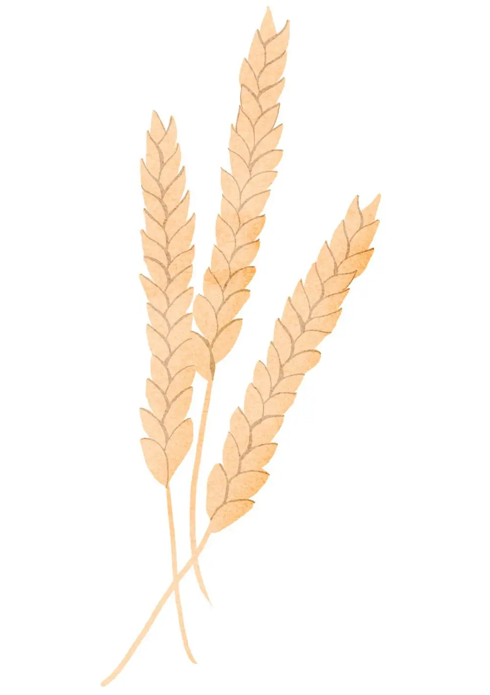 Wheat illustration