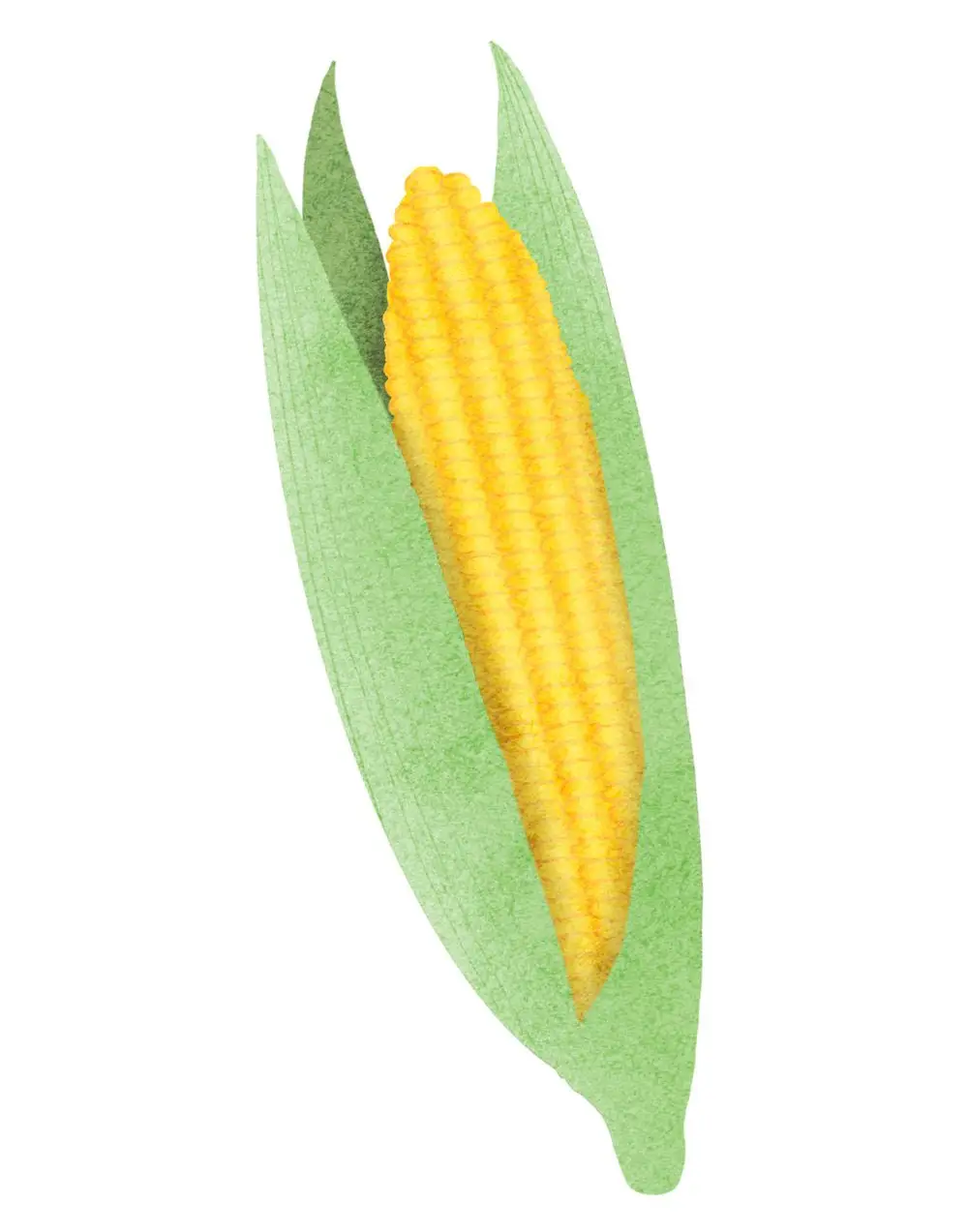 Corn illustration