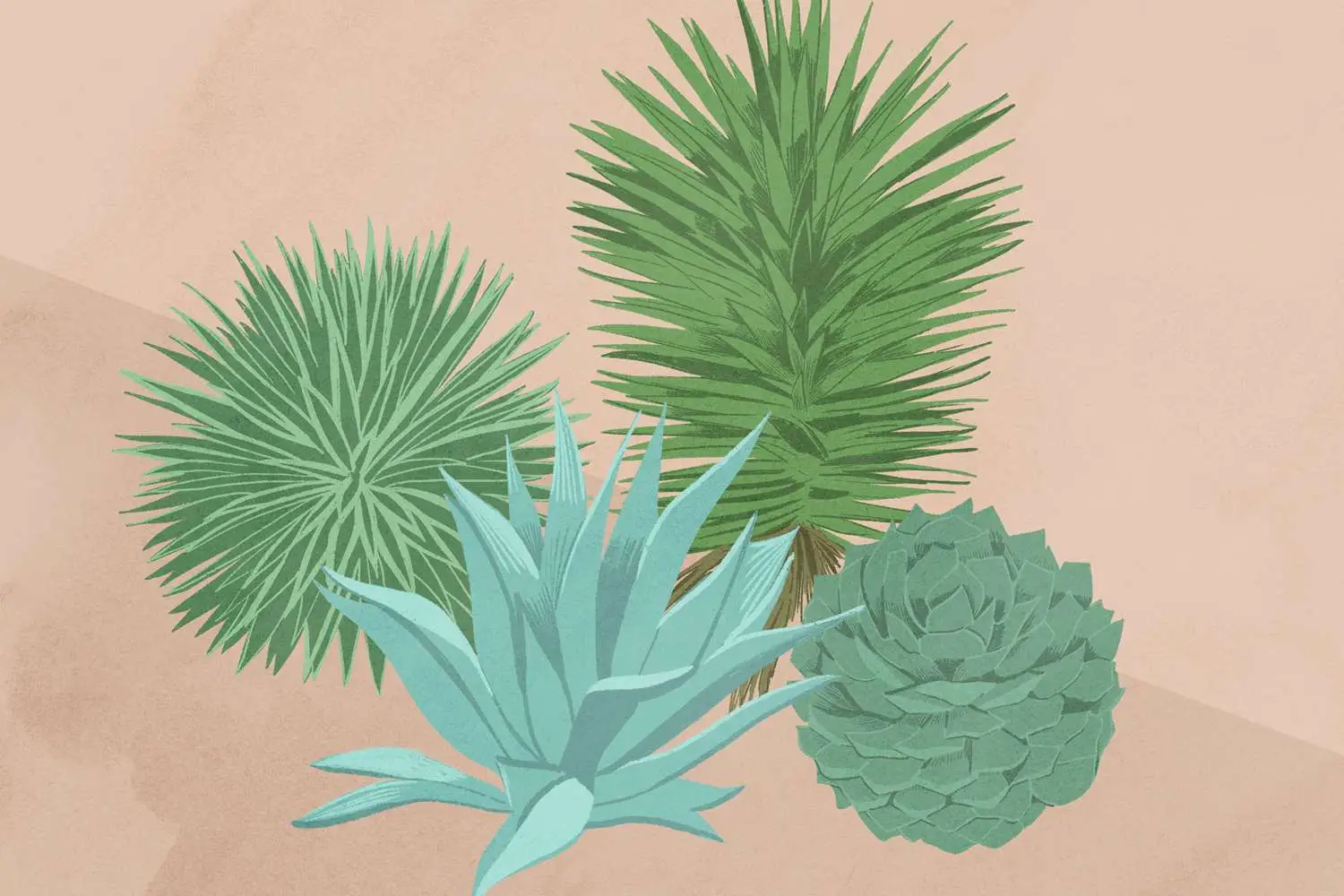 illustration of diverse agave plants