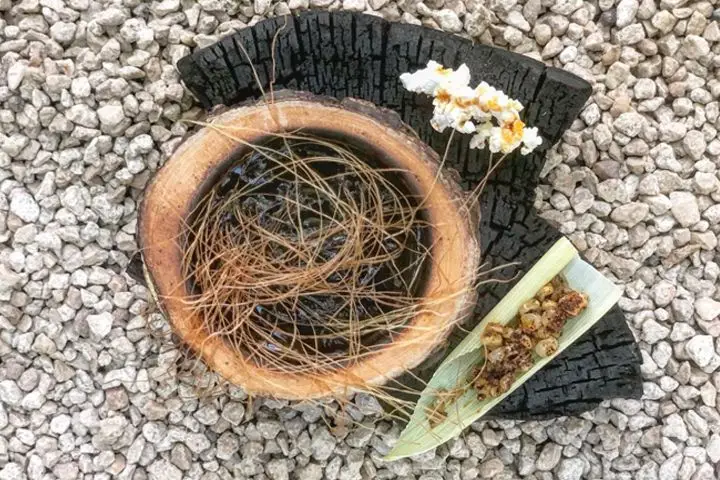 Pox cocktail in coconut at Back Bar