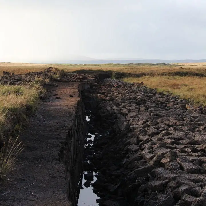 the signature peat dogs connected to Laphroaig Distillery