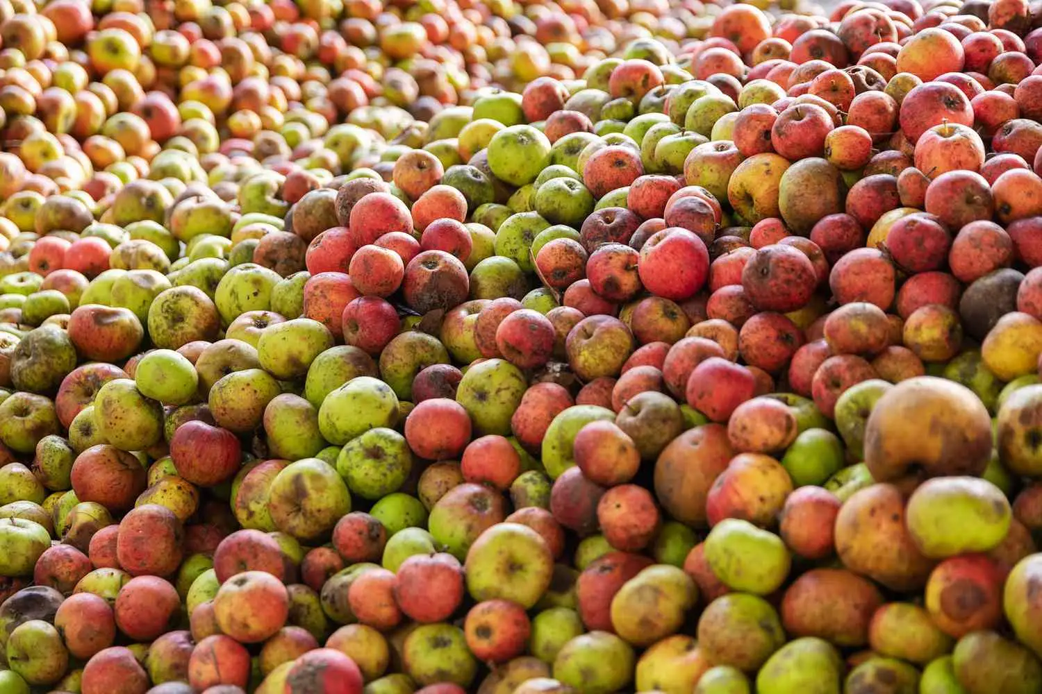 Cider apples for Calvados production filling frame