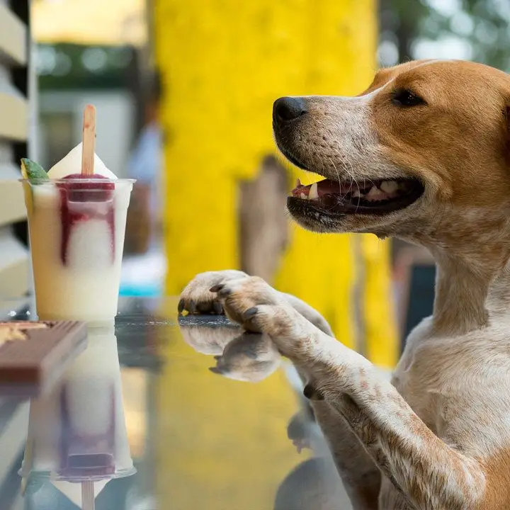 8 bares ao ar livre para beber com seu cachorro