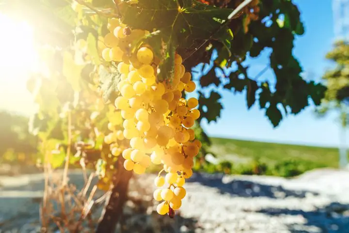 Wine grapes