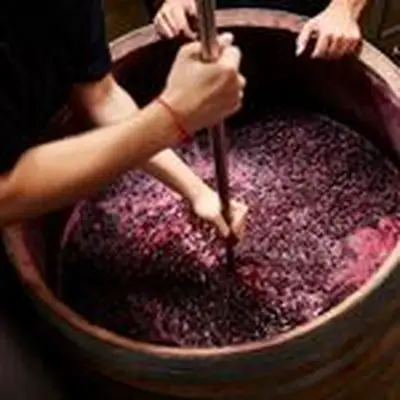 Wine fermenting