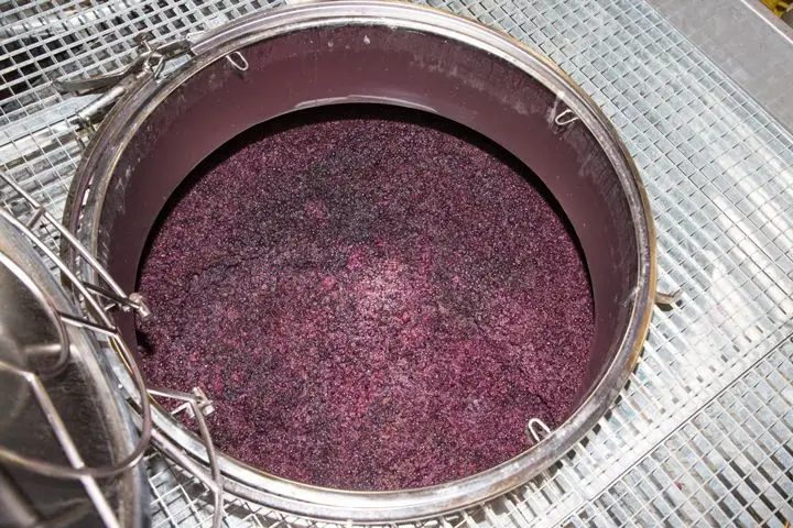 Grapes fermenting