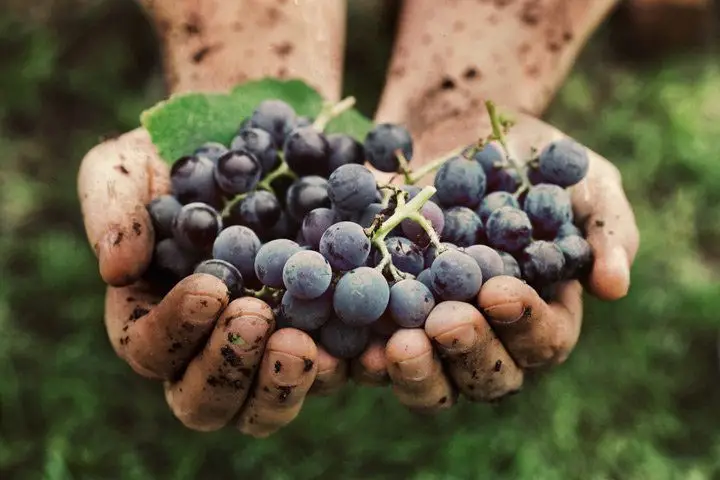 A pair of dirt-covered hands holding a bunch of black grapes
