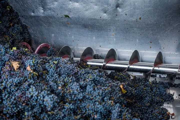 Freshly harvested black grapes in a de-stemming machine