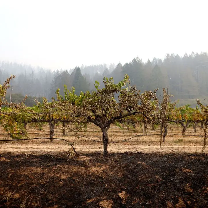 Como a região vinícola da Califórnia está surgindo dos incêndios devastadores de 2020