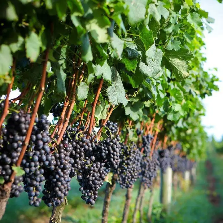 O Brasil é o próximo grande nome no vinho da América do Sul?