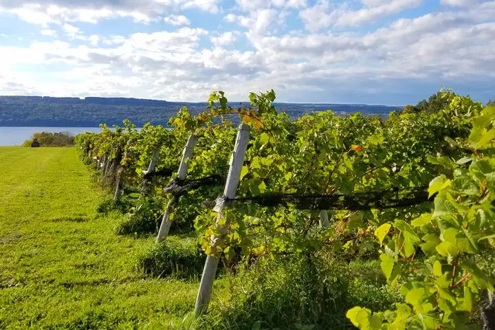 Finger Lakes wine region
