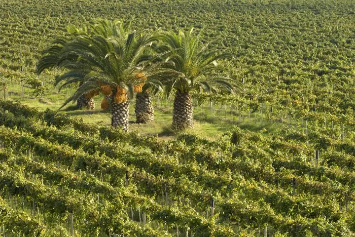 Sella e Mosca vineyard