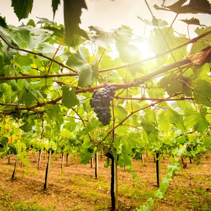 O vinho italiano está retornando às suas raízes com uvas indígenas