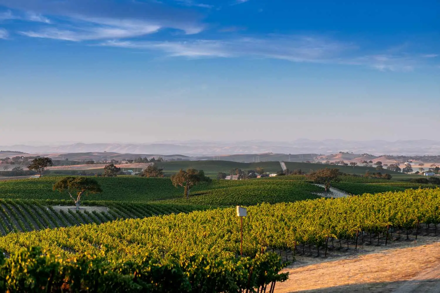 Landscape view of Daou Vineyards in Paso Robles with mountains in background