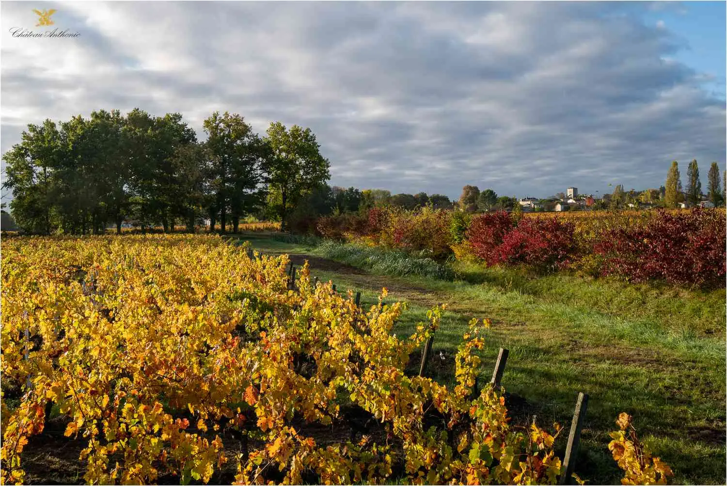 View of vines with farmhouse in background at Château Anthonic Vineyard