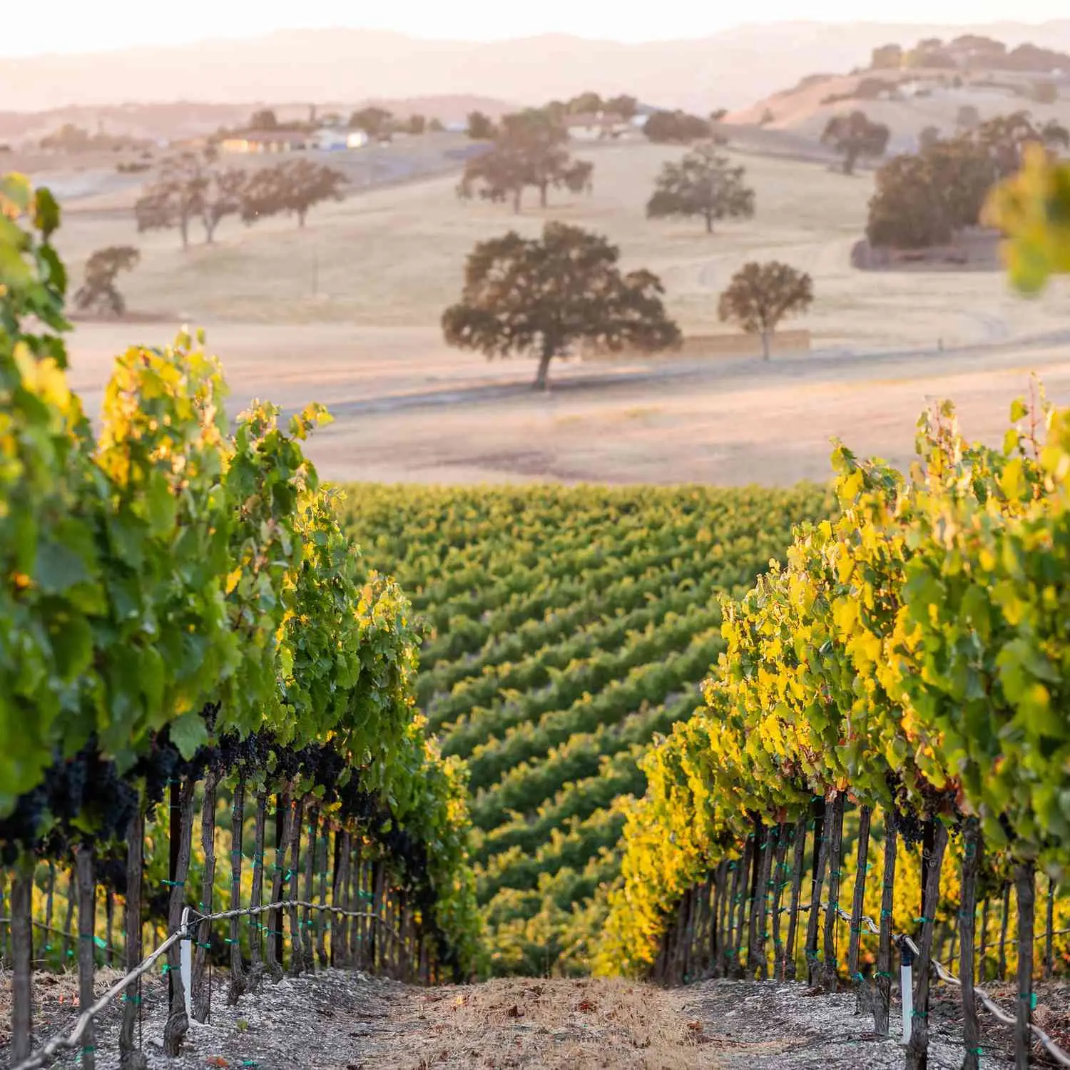 Quando o clima não coopera, os enólogos inovam