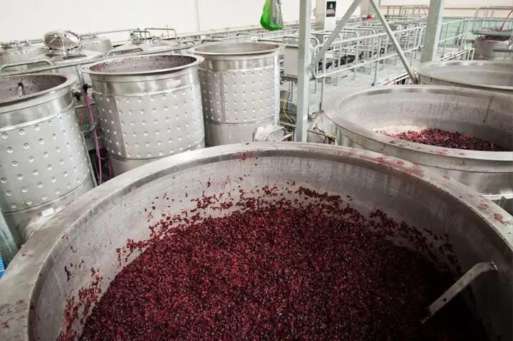 Fermenting grapes to make wine