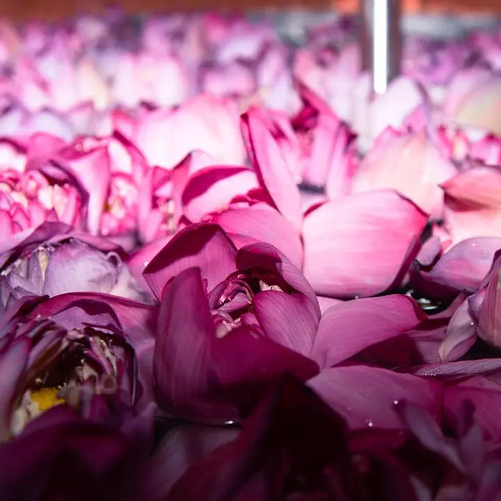 Cherry blossoms used by Matchbook to make a distillate for Oxalis