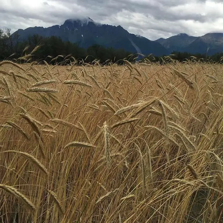 Novo na destilação, o Alasca compensa o tempo perdido
