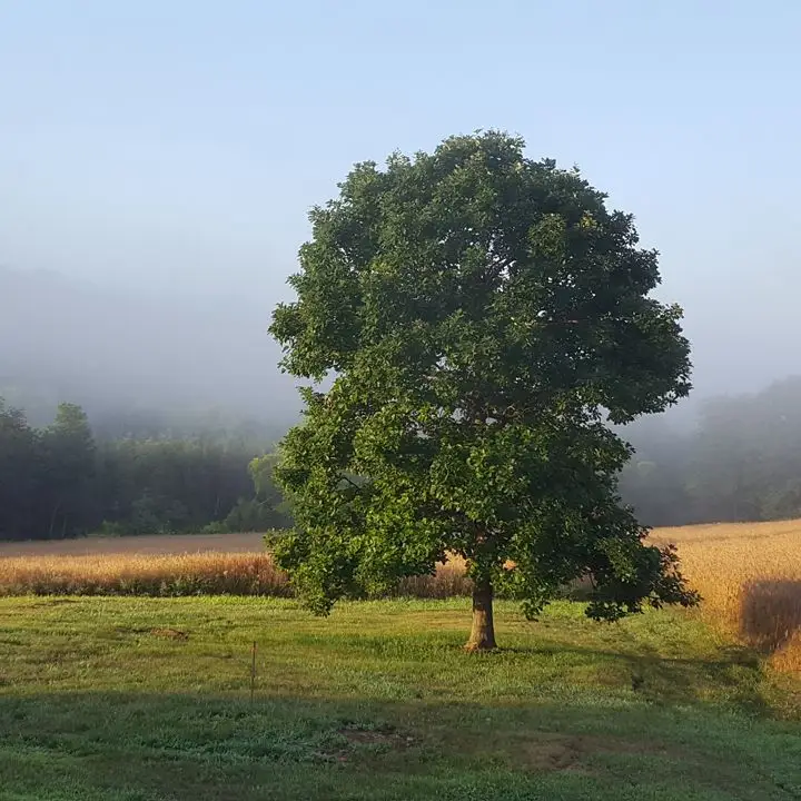 Por que espíritos e produtores de vinho estão se voltando para a agricultura regenerativa