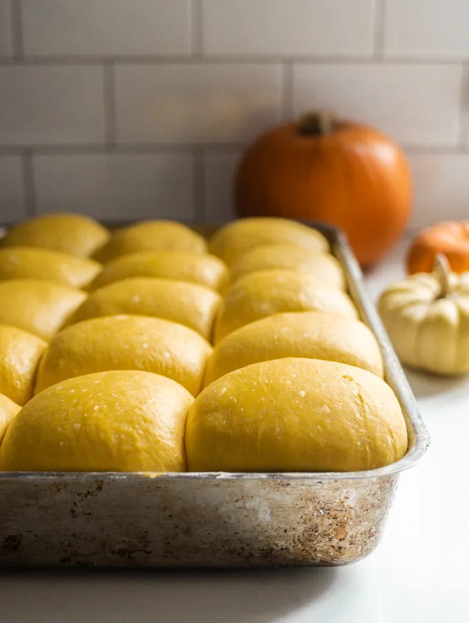The pumpkin rolls after the second rise. ' title='Pumpkin Sourdough Dinner Rolls