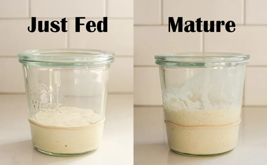 A sourdough starter that’s just been fed next to a picture of a mature sourdough starter.' title='Sourdough Focaccia Recipe