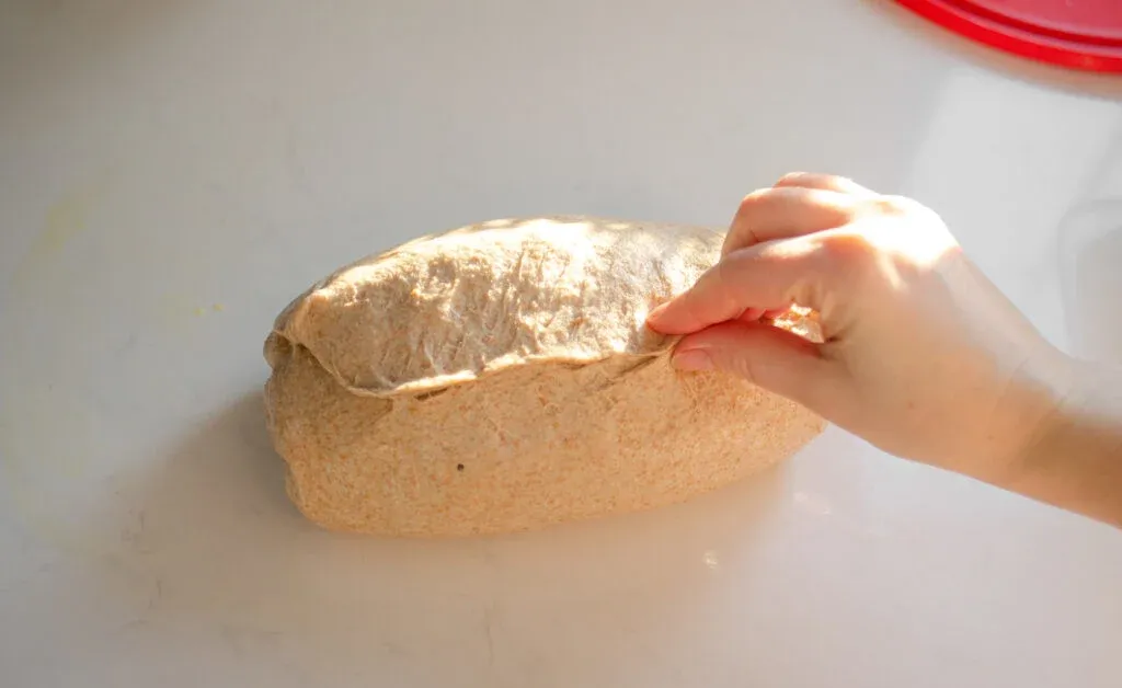 Sealing the bottom seam of the loaf of whole wheat sourdough sandwich bread. ' title='Healthy Whole Wheat Sourdough Sandwich Bread