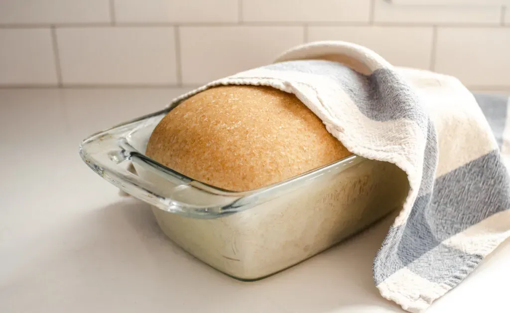 A risen loaf of healthy sourdough bread made with whole wheat flour with a tea towel partially on top.' title='Healthy Whole Wheat Sourdough Sandwich Bread