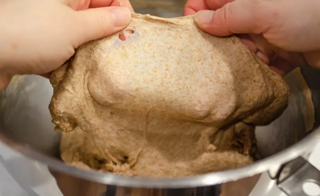 Stretching out a pieces of dough to see if it passes the windowpane test. ' title='Healthy Whole Wheat Sourdough Sandwich Bread