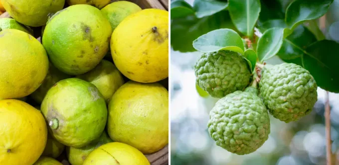 A photo of two types of Bergamot orange that’s used in making Earl Grey tea.' title='Homemade London Fog Tea Latte (Earl Grey Latte)