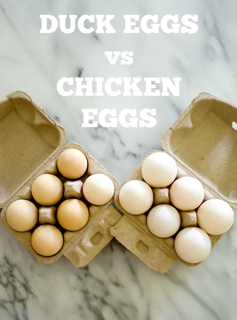 Duck Eggs vs Chicken Eggs