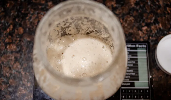 Fed sourdough starter on a scale.' title='Soft Sourdough French Bread Without Yeast!