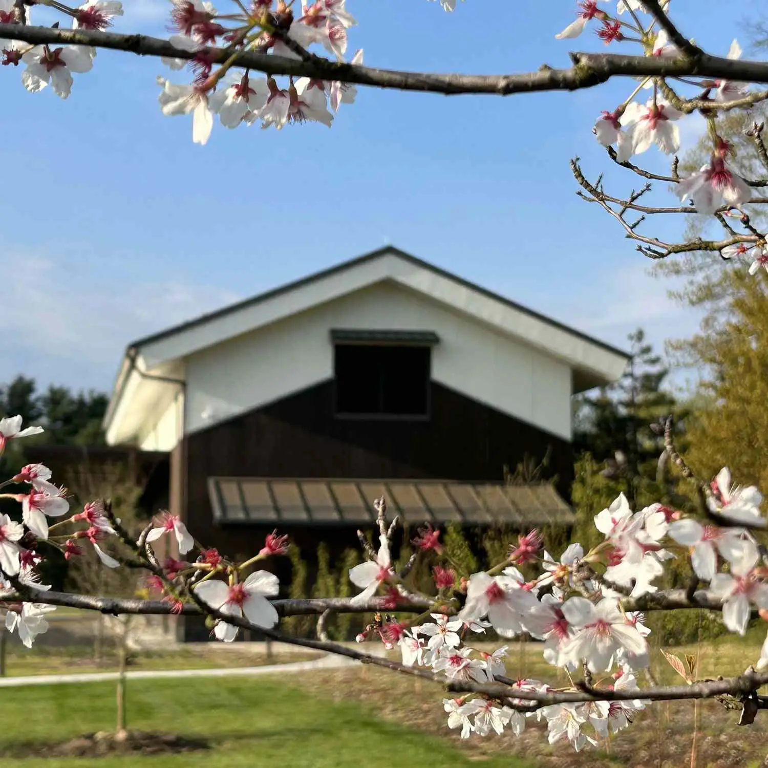 O principal produtor de saquê japonês Dassai está expandindo a produção para o norte do estado de Nova York