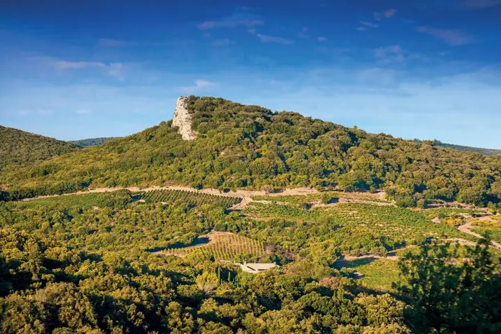 Gérard Bertrand vineyards